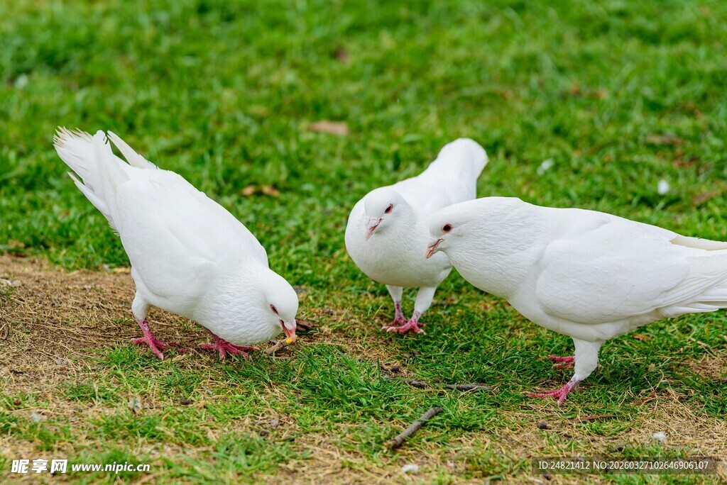 草地上的三只白鸽觅食