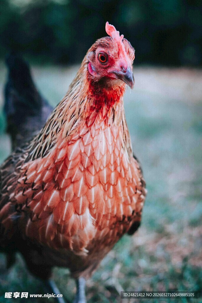 红羽母鸡特写