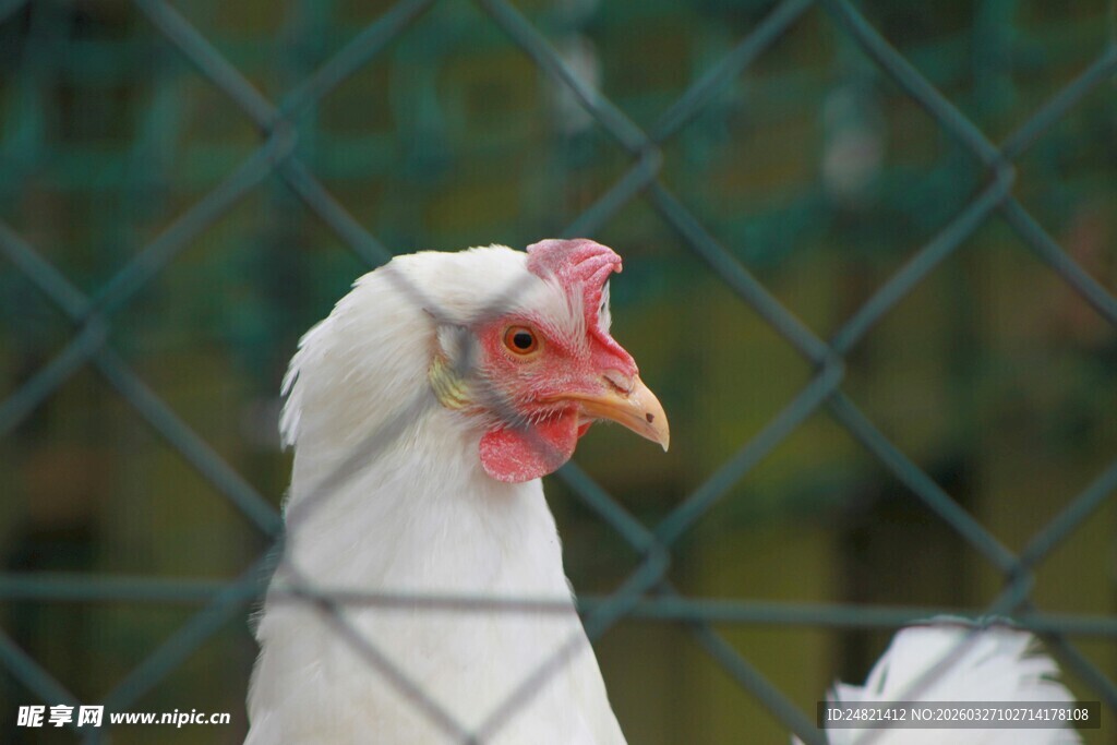 笼中白鸡特写