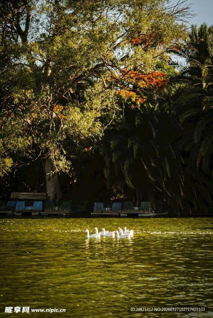 湖畔白鹅游弋于绿树碧水间