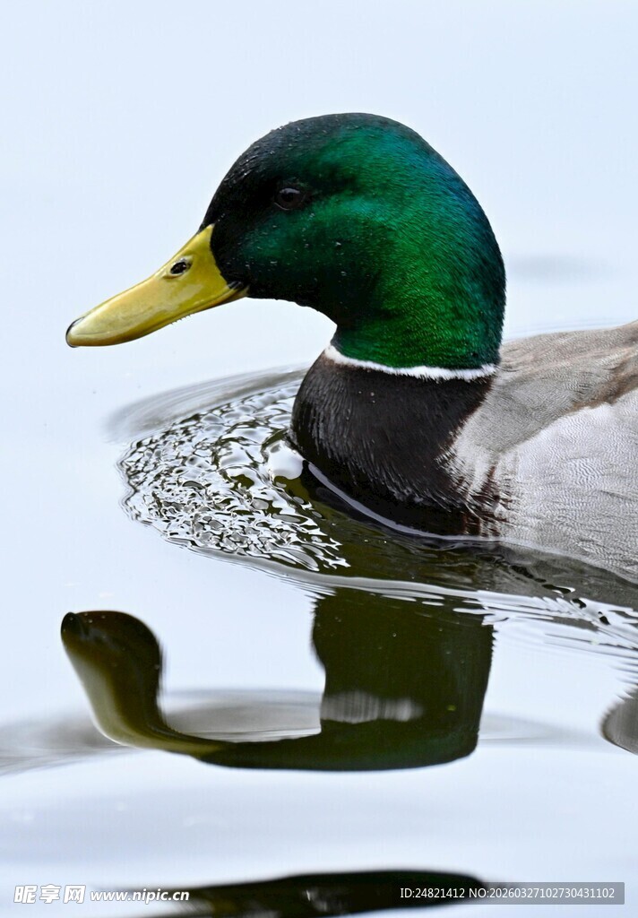绿头鸭水中优雅游弋