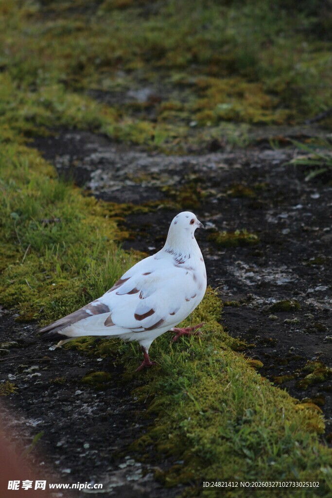 草地上的白色鸽子