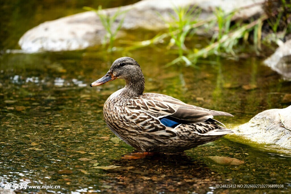 溪边的斑点鸭