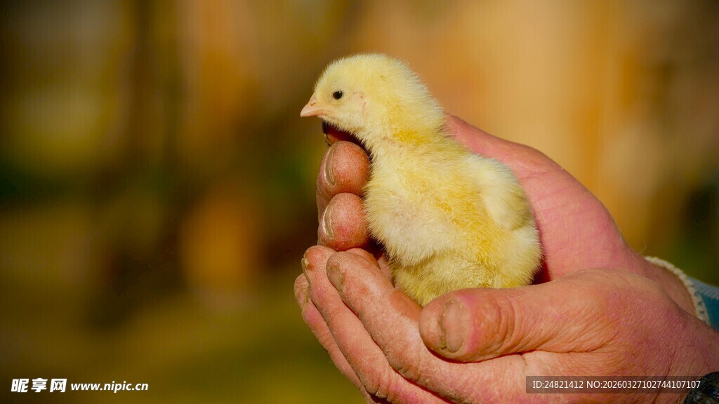 手托小黄鸡的温馨画面