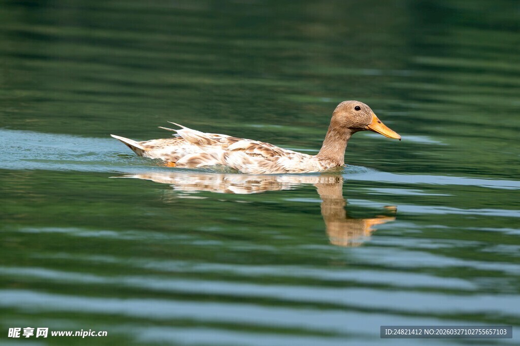 水中游弋的斑点鸭子