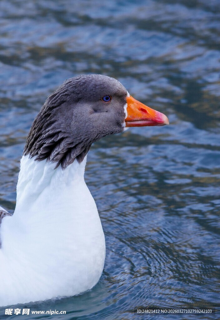 水中游弋的黑白海鸟
