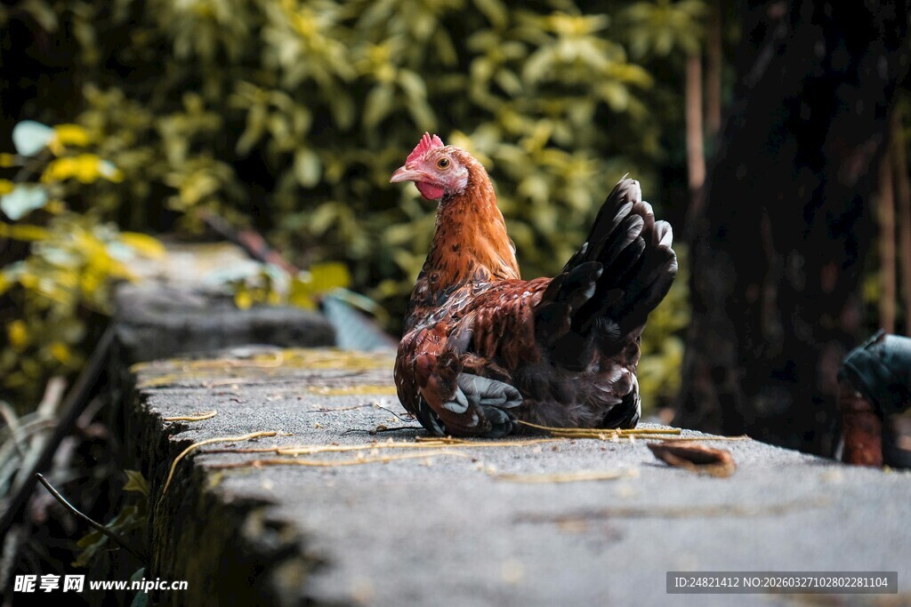 石台上的彩色公鸡雕塑