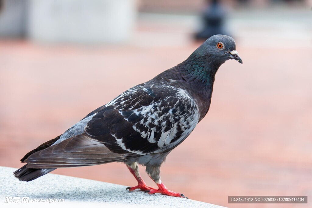 灰黑鸽子立于石上
