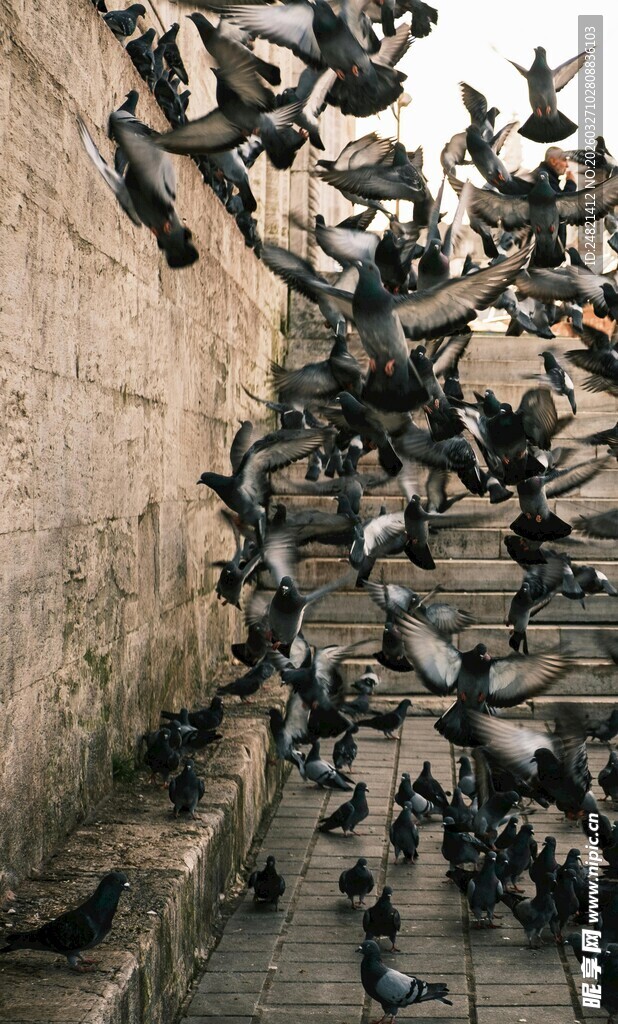 成群鸽子飞舞于石阶之上
