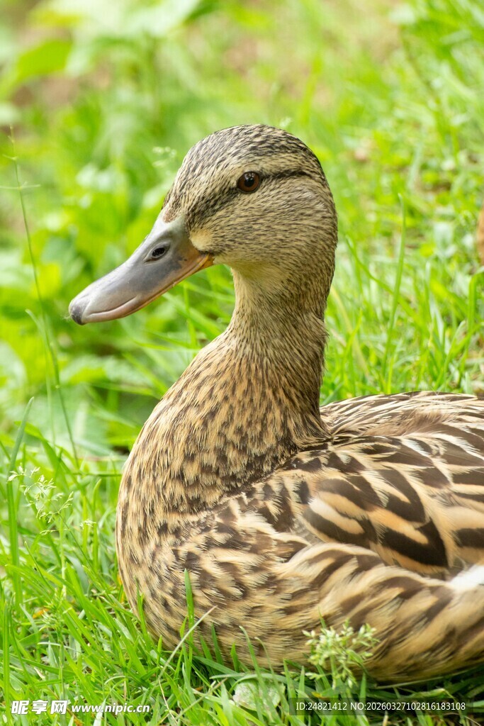 草地上休憩的斑纹鸭子