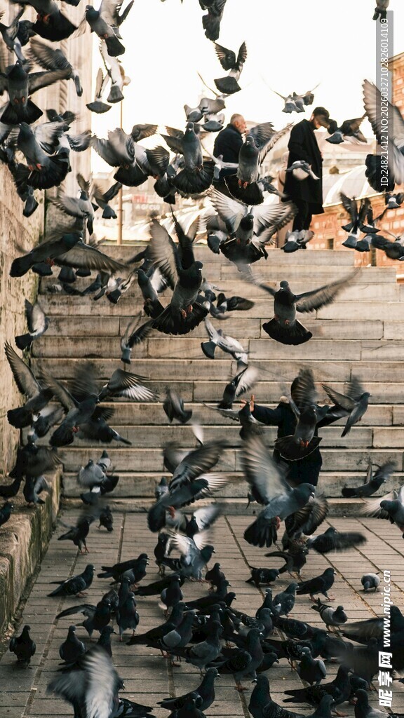群鸽飞舞场景