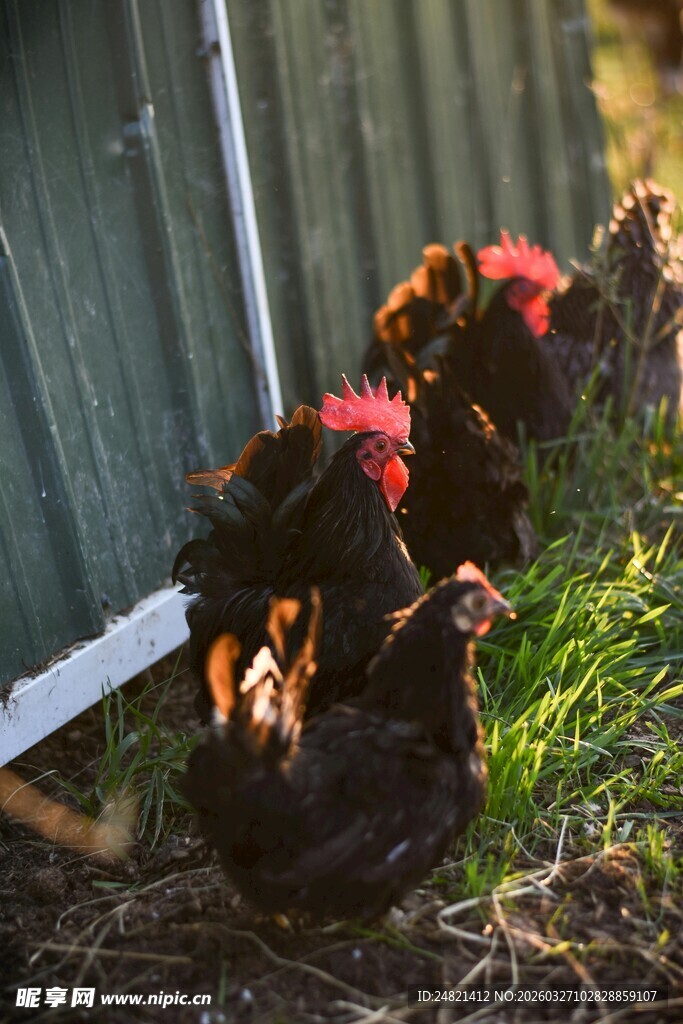 鸡群在墙边草地休憩
