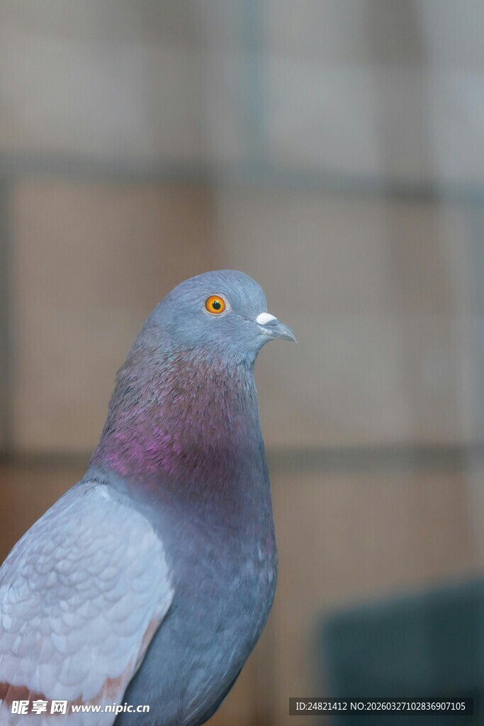 灰紫色鸽子特写