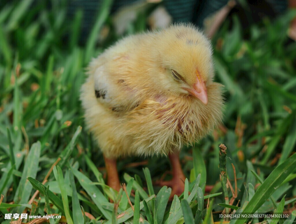 草地上的小黄鸡
