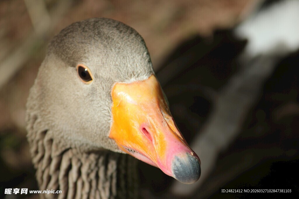 灰鹅特写