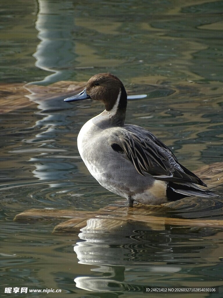 水中站立的优雅针尾鸭