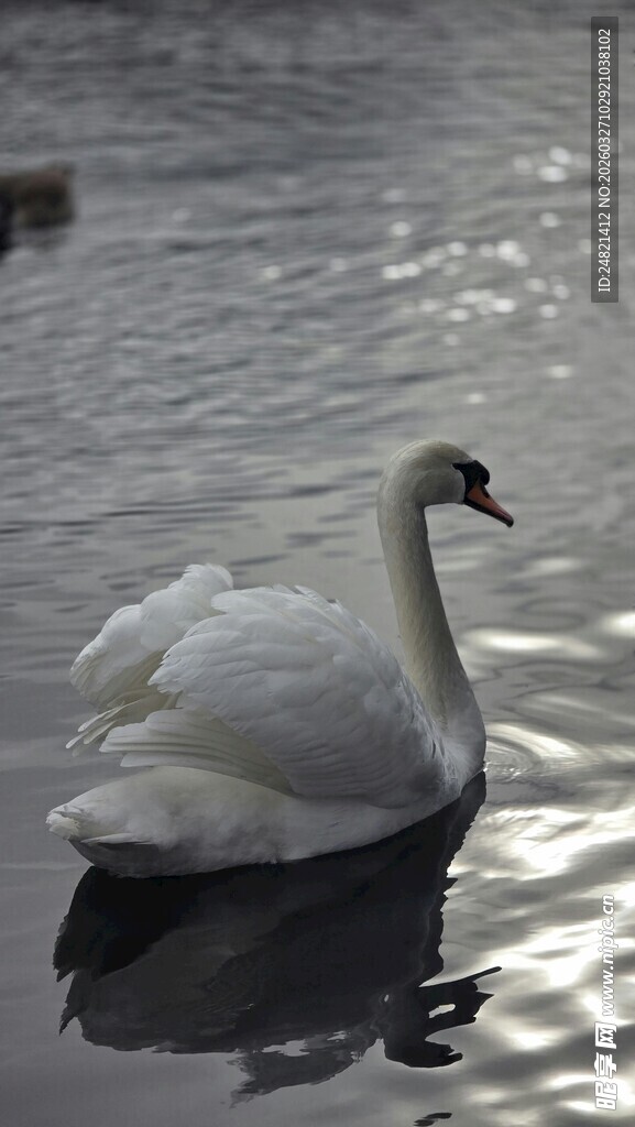 水面上优雅的白天鹅