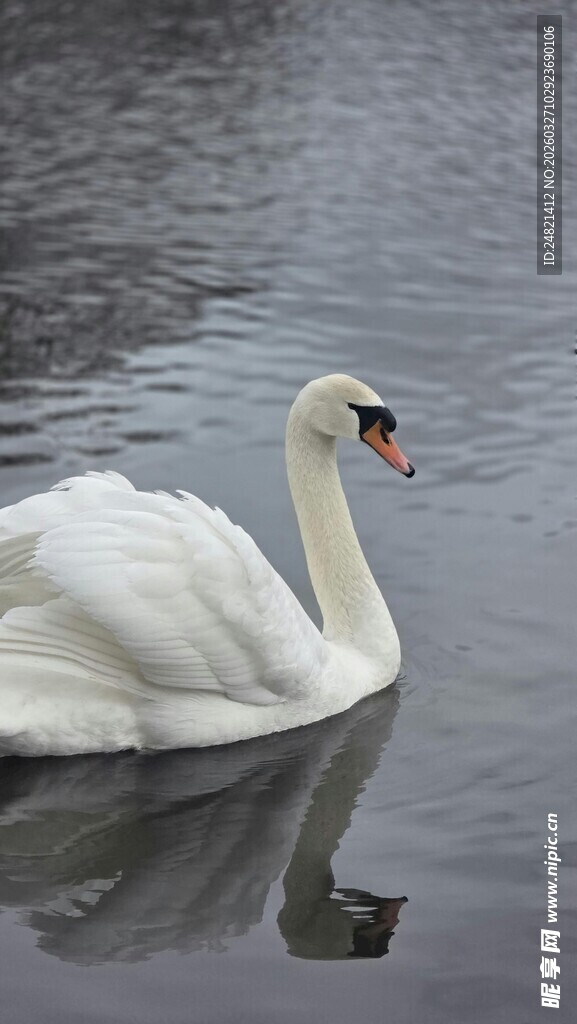 优雅天鹅于湖面悠然游弋