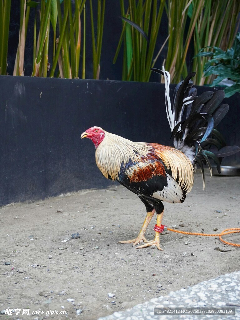 多彩公鸡在户外行走