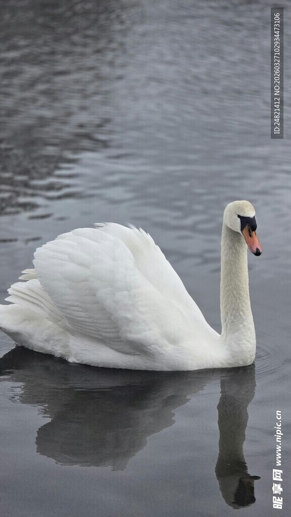 优雅天鹅悠游于平静湖面