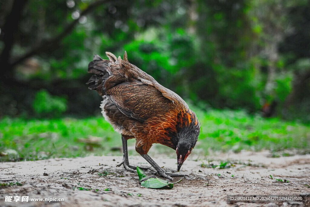 觅食的母鸡