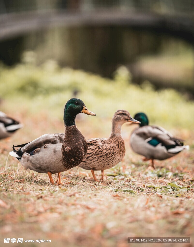 草地上的一群野鸭