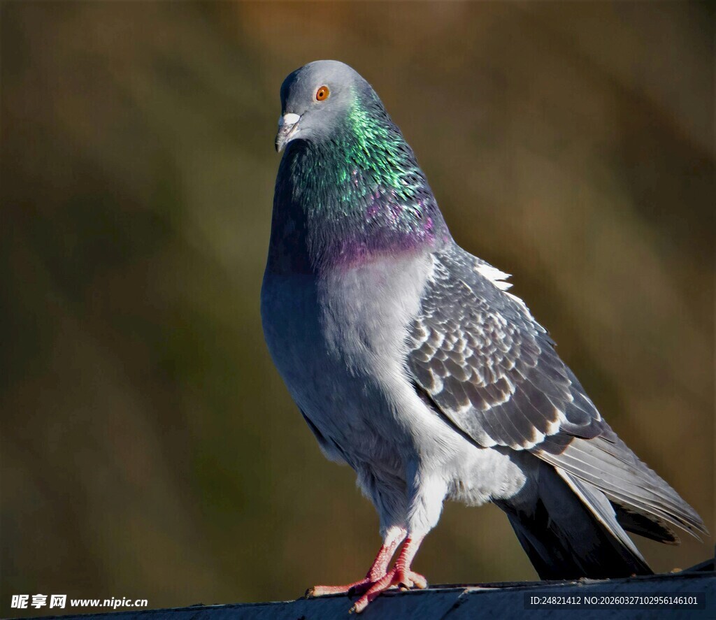 屋顶上的灰鸽子