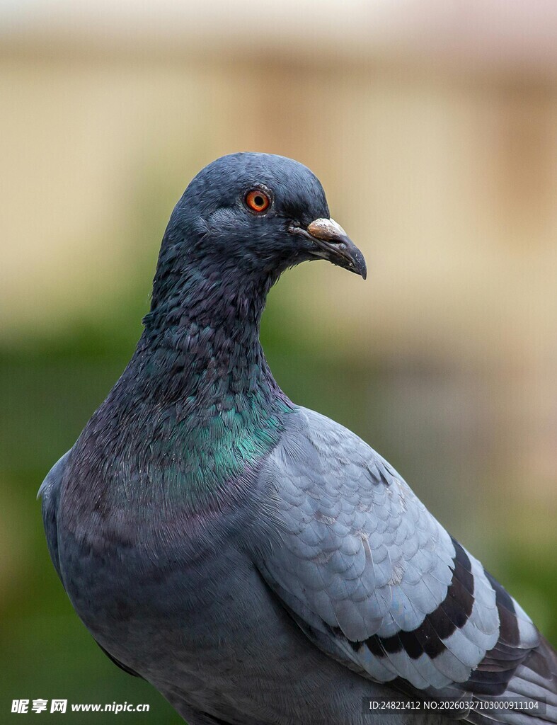 灰鸽特写