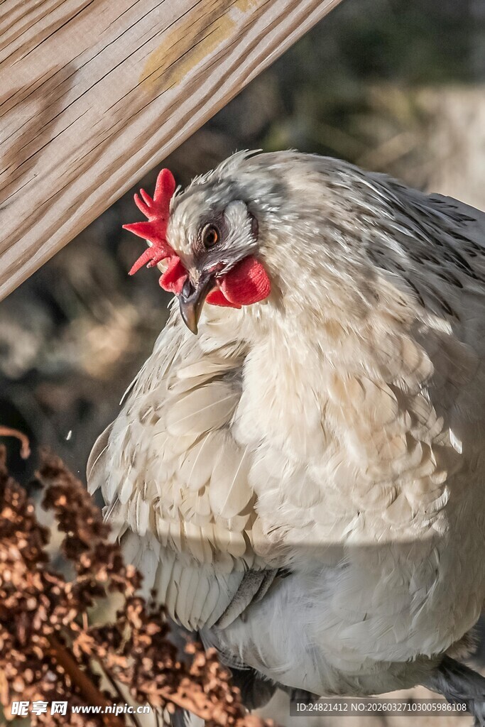 母鸡栖息于谷物旁