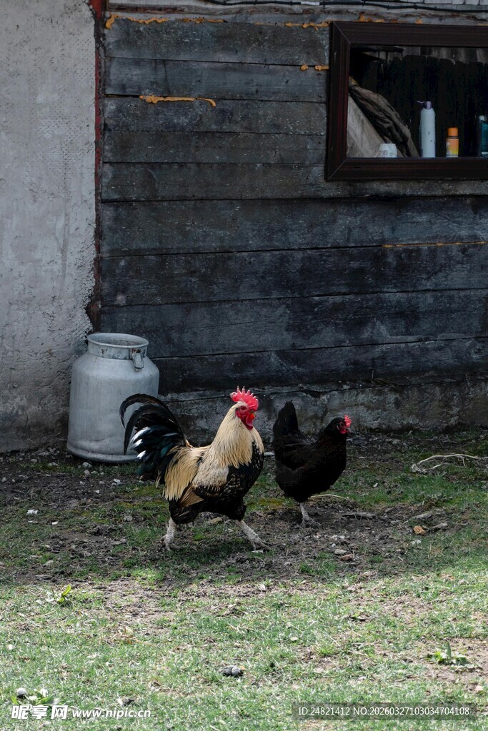 庭院中对峙的两只公鸡