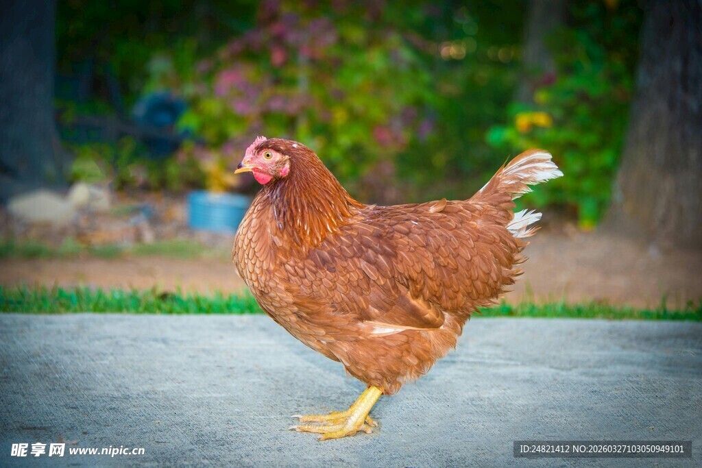 庭院中漫步的红棕色母鸡