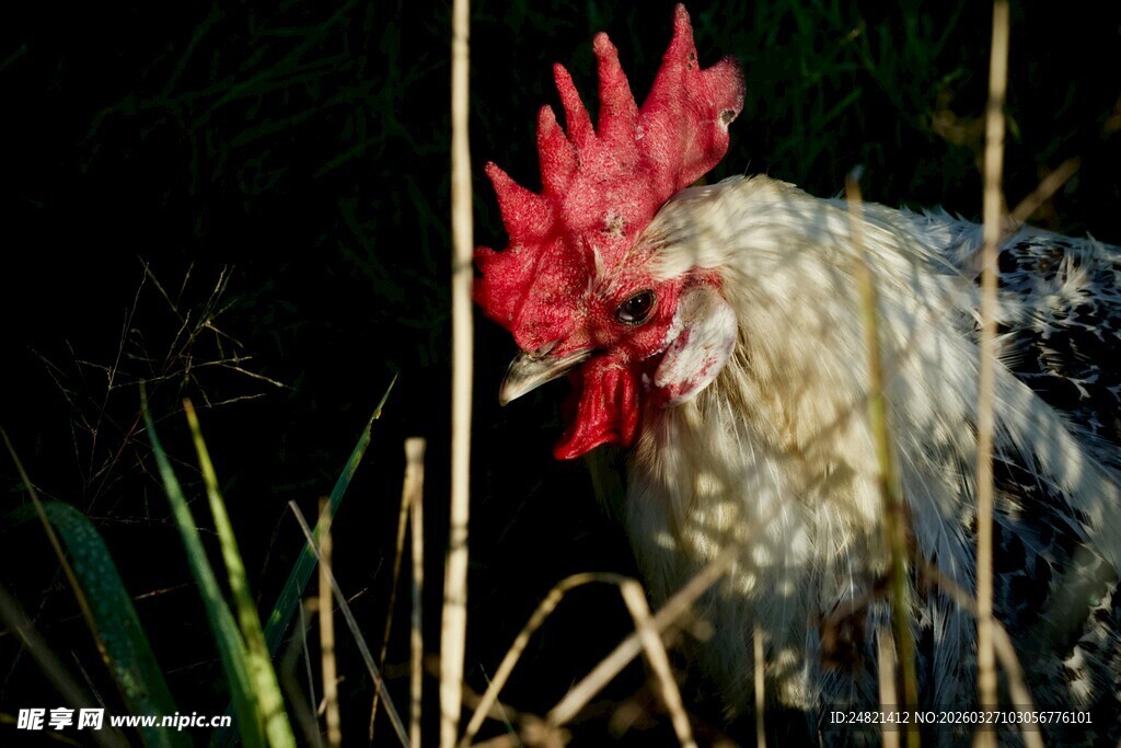 草丛中的红冠公鸡