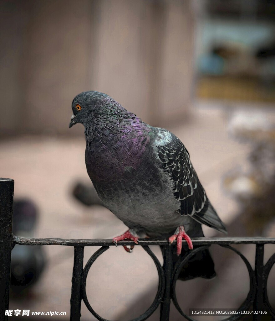 栏杆上的灰鸽子
