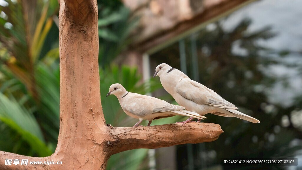 树枝上的两只白鸽