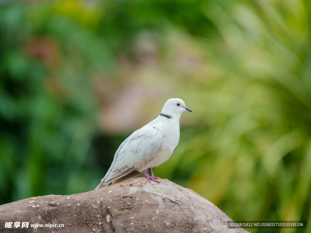 岩石上的白色小鸟