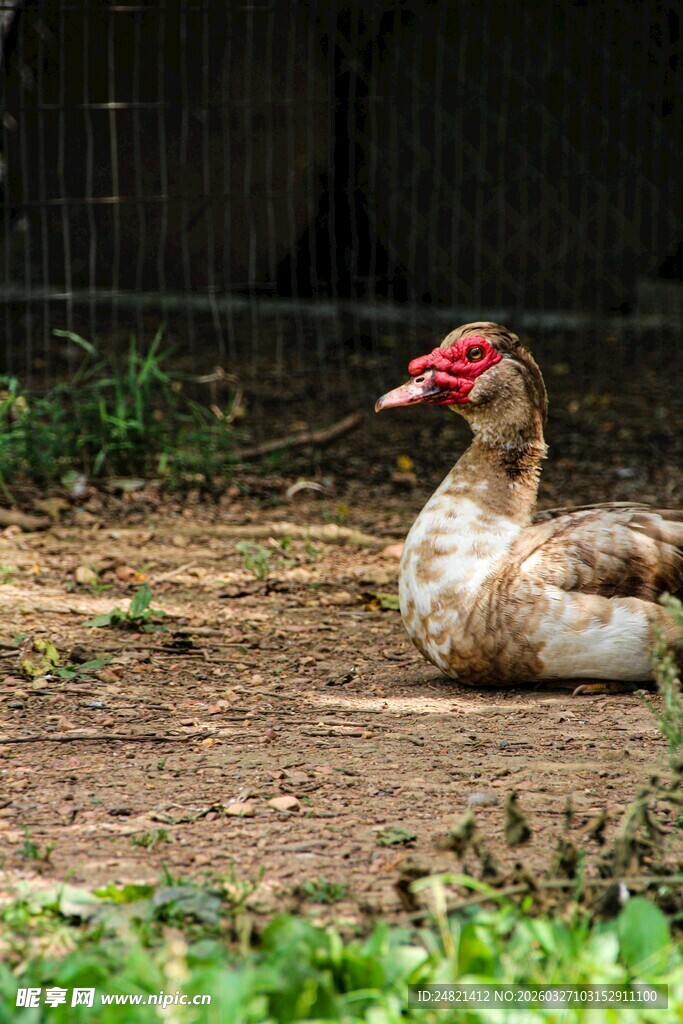 悠闲躺卧的番鸭