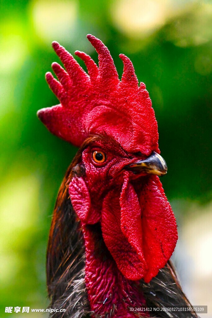 威武公鸡特写