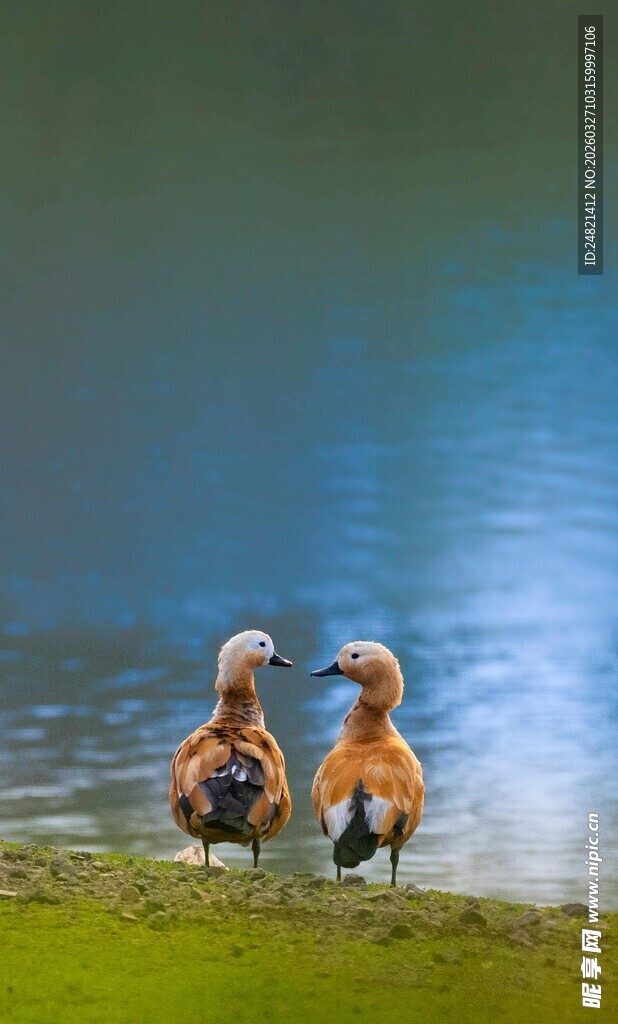 岸边双鸭