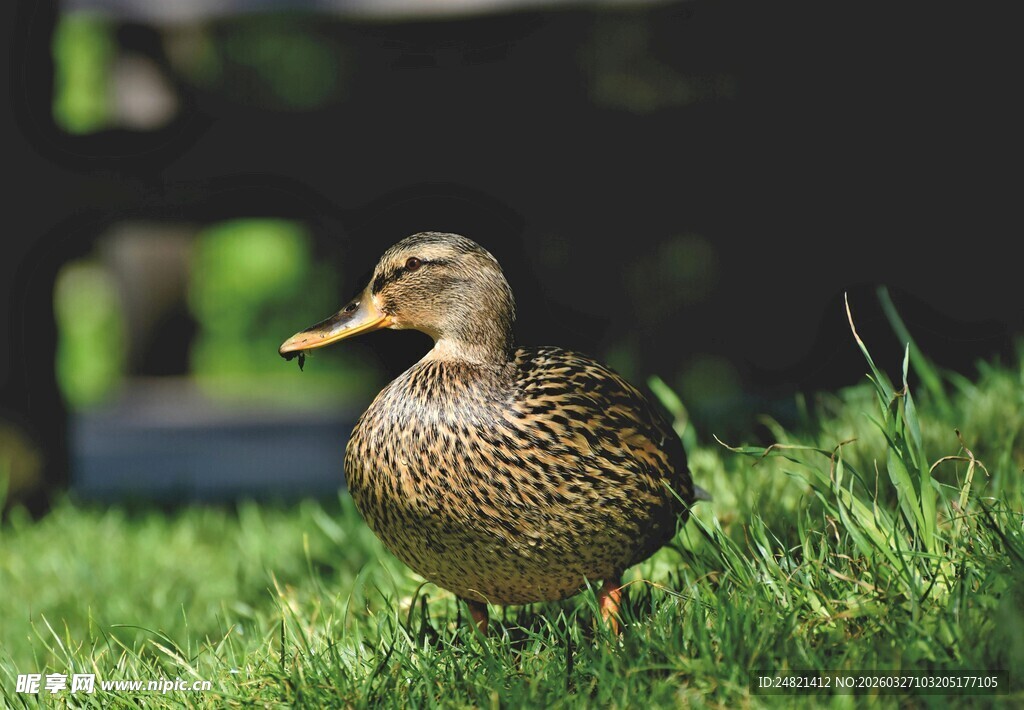 草地上的一只鸭子