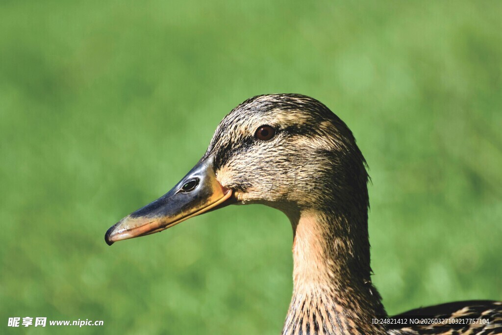 一只优雅的野鸭