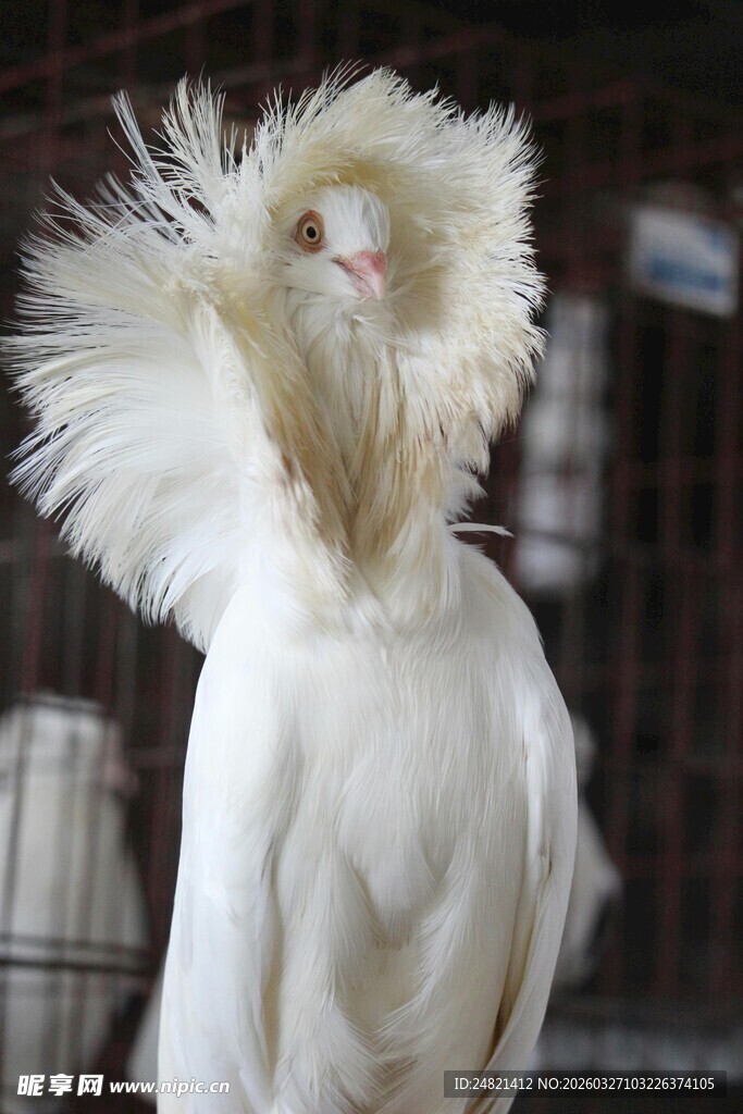 蓬松白毛鸡特写