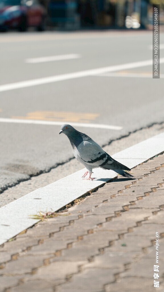 人行道上的独行灰鸽
