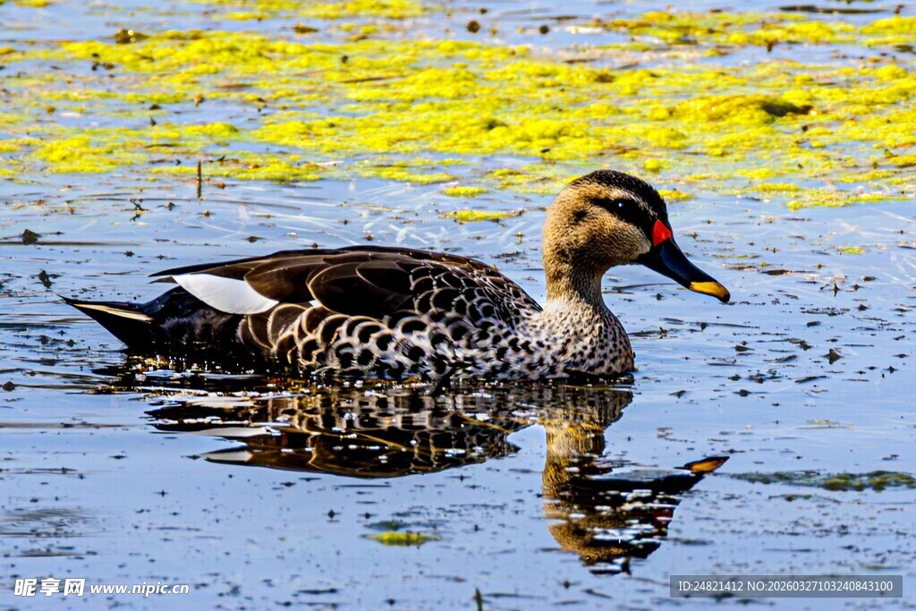 水中游弋的斑嘴鸭