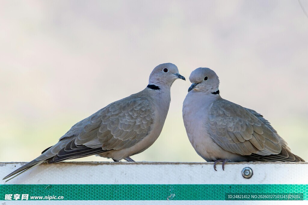 亲昵双鸽立于栏杆