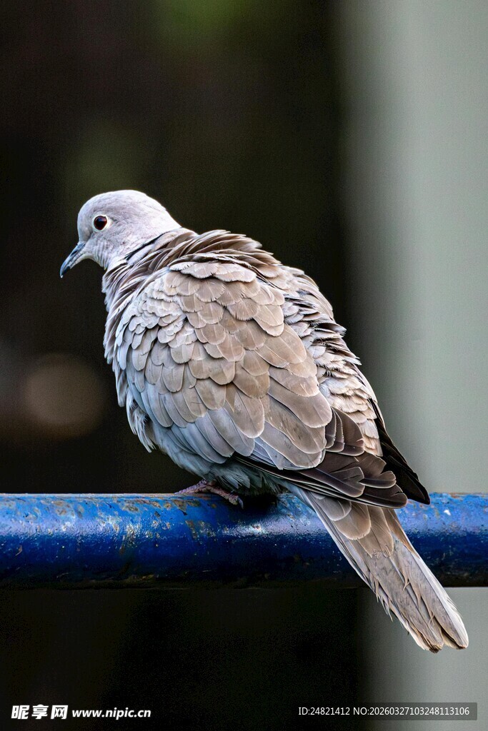 栖息于蓝杆上的灰白鸽子