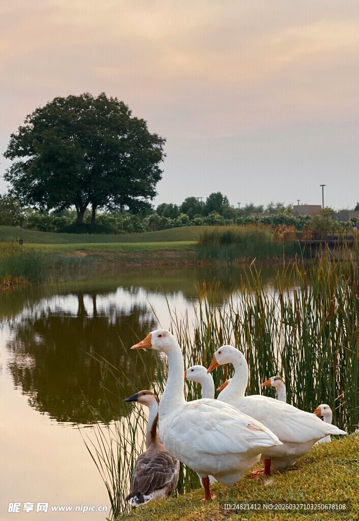 湖畔白鹅与孤树的静谧景