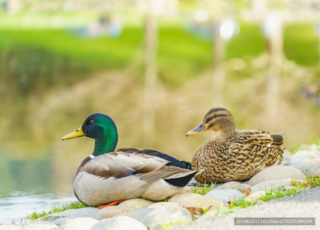 岸边休憩的一对绿头鸭