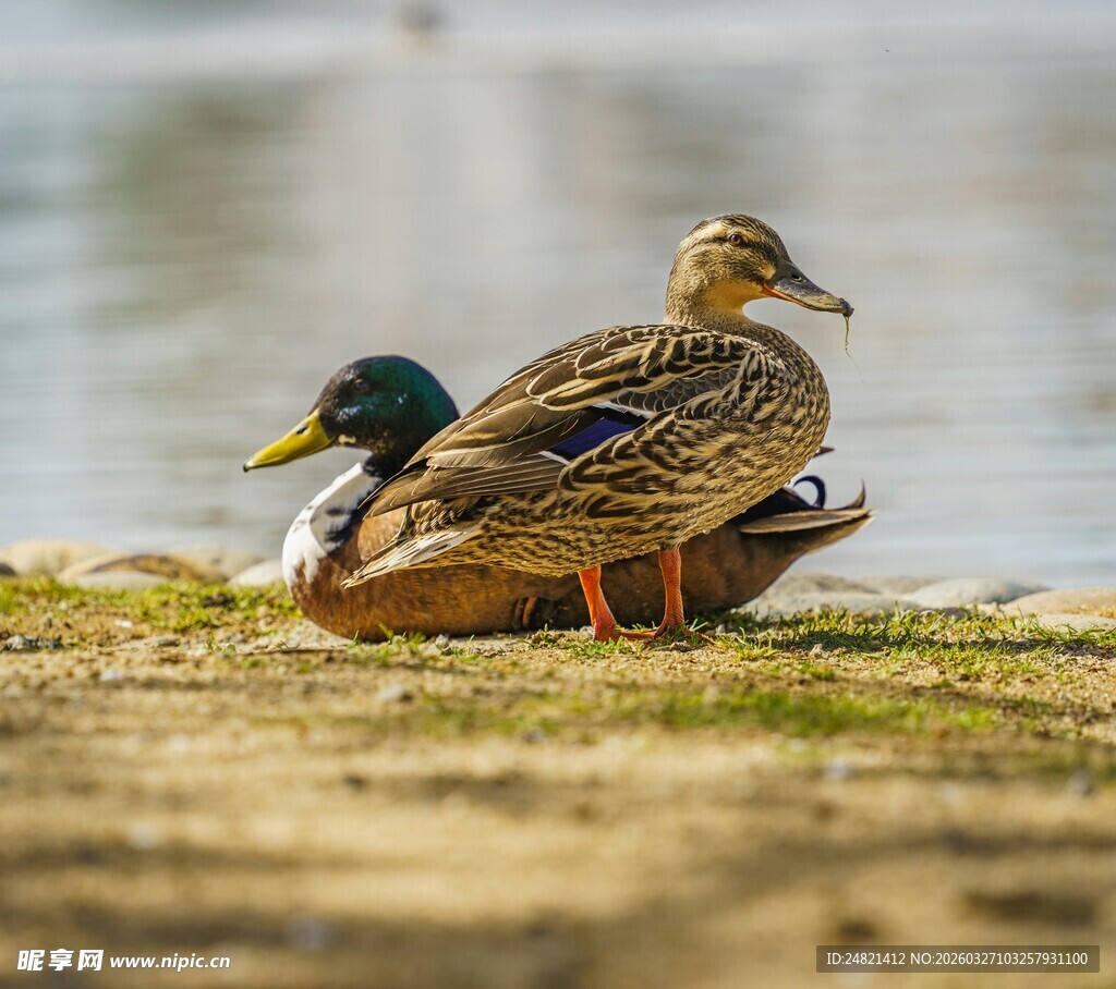 岸边休憩的两只野鸭