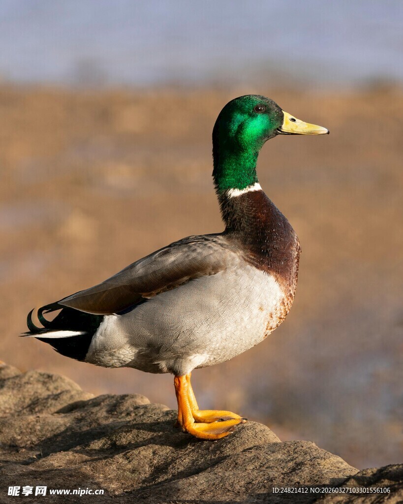 绿头鸭岸边独立