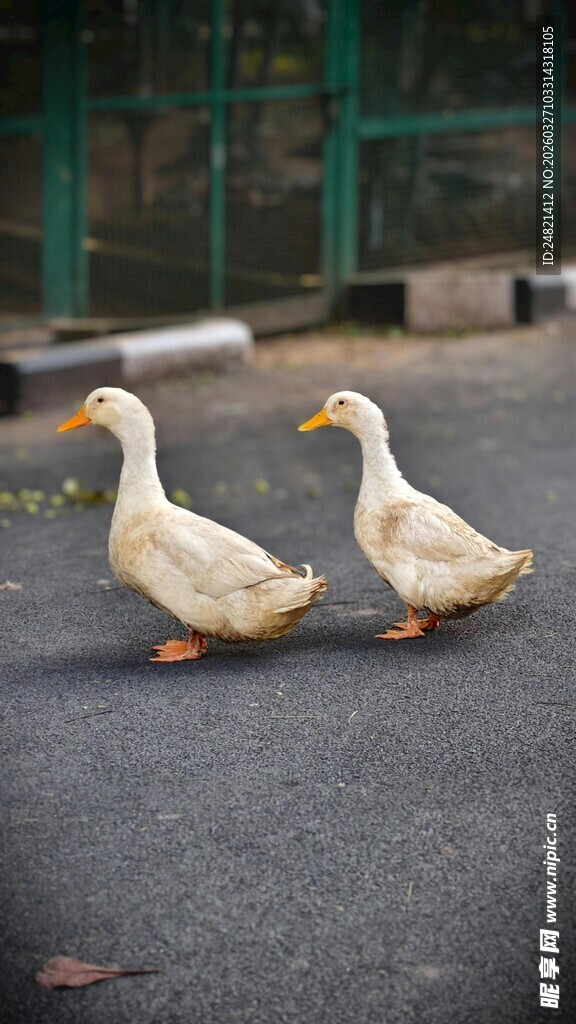 路上漫步的两只可爱鸭子